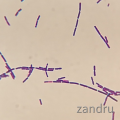 Bacillus cereus