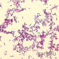 Corynebacterium diphteriae mitis